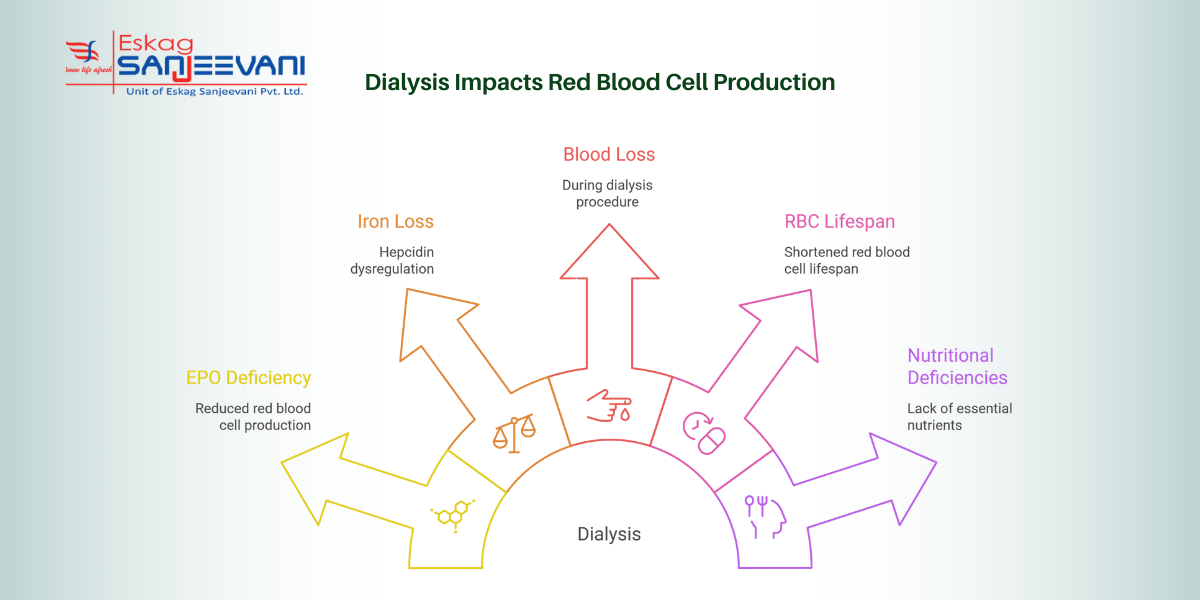 dialysis and impact on red blood cell production