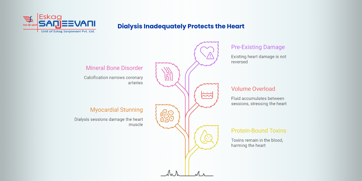dialysis inadequately protects the heart